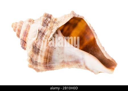 coque brune vide de mollusques buccins isolée sur fond blanc Banque D'Images