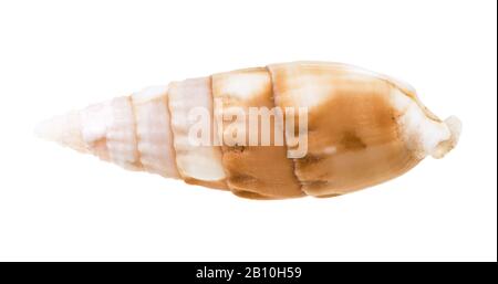 coquille de mollusque cerith isolée sur fond blanc Banque D'Images