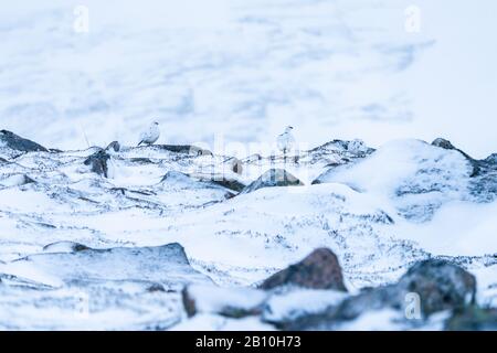 Rock Ptarmigan (Lagopus muta) à Cairn Gorm dans les Highlands écossais en hiver, au Royaume-Uni Banque D'Images