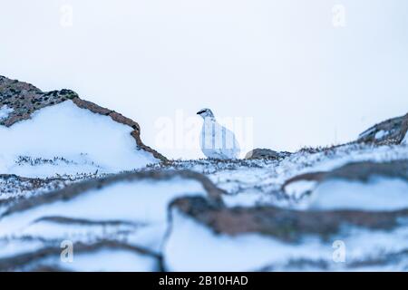 Rock Ptarmigan (Lagopus muta) à Cairn Gorm dans les Highlands écossais en hiver, au Royaume-Uni Banque D'Images