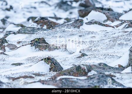 Rock Ptarmigan (Lagopus muta) à Cairn Gorm dans les Highlands écossais en hiver, au Royaume-Uni Banque D'Images