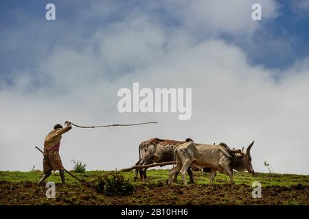 Un Tigrrayan travaille sur son terrain dans les montagnes de Simien, en Ethiopie Banque D'Images