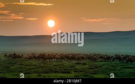 Troupeau de chameaux dans la steppe mongole, Mongolie Banque D'Images