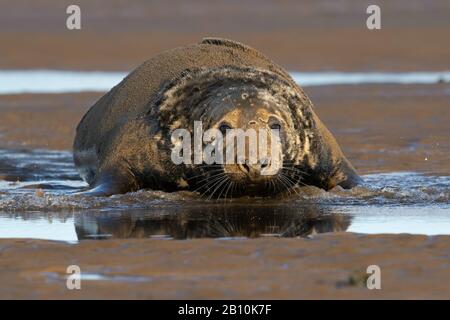 Phoque Gris Atlantique Mâle (Halichoerus Grypus) Banque D'Images