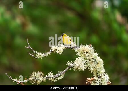 Siskin eurasien (Spinus spinus) sur une branche d'arbre dans une forêt Banque D'Images
