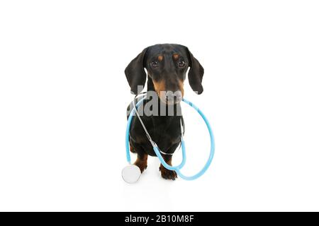 chien de dachshund drôle avec stéthoscope sur fond blanc. Banque D'Images