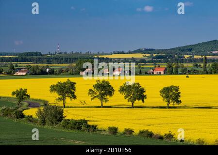 Champs de colza, source d'huile de canola, floraison au printemps près de Dobromierz, Basse-Silésie, Pologne Banque D'Images