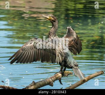 oiseau cormorant noir sur un journal de séchage de ses ailes au soleil dans le zoo Banque D'Images