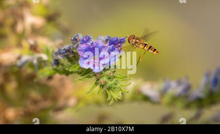 la mouche plantée de marmalade en vol par le bugloss (echium vulgare) de viper fleur sauvage Banque D'Images