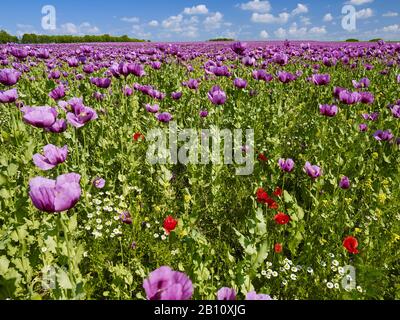 Pavot à opium fleuri (Papaver somniferum) dans un champ de Thuringe, en Allemagne Banque D'Images