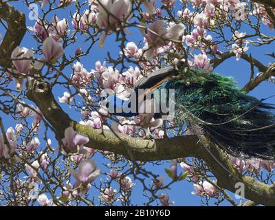 Paon à ailes noires (Pavo cristatus mut. Nigripennis) dans un magnolia Banque D'Images