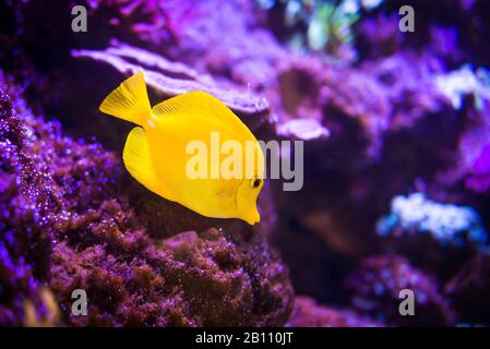 Poisson jaune de tang (Zebrasoma flavescens) sur fond de récif mauve. Poissons d'aquarium d'eau salée les plus populaires. Banque D'Images