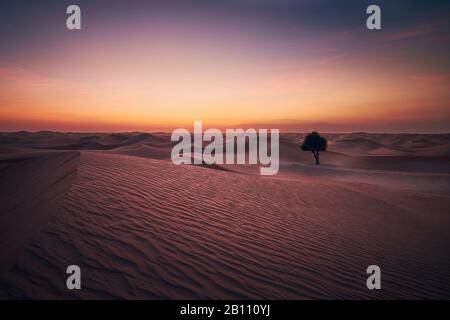 Arbre solitaire au milieu des dunes de sable. Paysage désertique au beau crépuscule. Abu Dhabi, Émirats Arabes Unis Banque D'Images