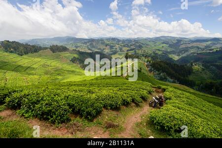 Faire du vélo dans les plantations de thé de l'ouest du Rwanda, en Afrique Banque D'Images