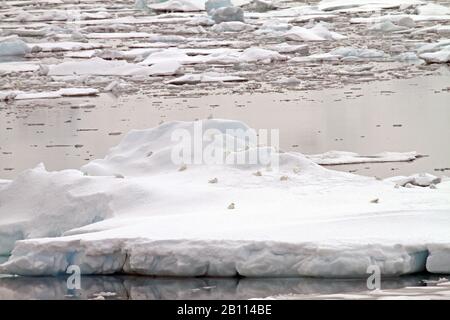 Pétrel de neige (Pagodroma nivea), troupe posée sur la glace de dérive dans le détroit de Gerlache, en Antarctique Banque D'Images