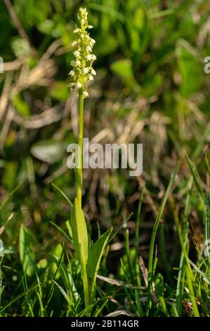 Orchidée petite-blanche (Pseudochis albida, Leucorchis albida), habitus, Autriche, Vorarlberg Banque D'Images