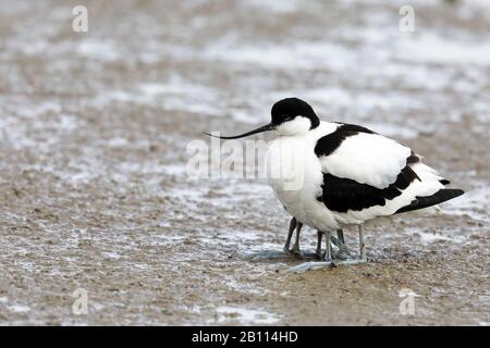 Pied avocat (Recurvirostra avosetta), femme rassemble trois poussins sous ses ailes, Espagne, Iles Baléares, Majorque Banque D'Images