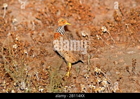 Wanderer des plaines (Pedionomus torquatus), espèces En péril Critique, Australie, Nouvelle-Galles du Sud Banque D'Images