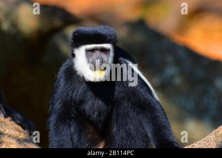 Guereza, colobus de guereza, colobus noir et blanc de l'est, colobus mécontent, guérieza mancheza (Colobus guereza, Colobus abyssinicus), portrait, Ethiopie Banque D'Images