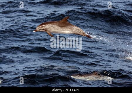 Dauphin à pois de l'Atlantique (Stenella frontalis), saute de la mer, Cap-Vert Banque D'Images