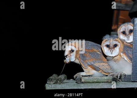 Chouette grange (Tyto alba), jeune avec souris dans son projet de loi, Allemagne, Rhénanie-du-Nord-Westphalie Banque D'Images