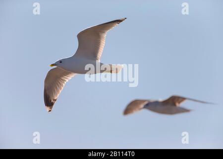 Mew goll (Larus canus), en vol, vue latérale, Suède Banque D'Images