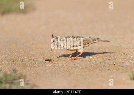 Lark dégoûté (Galerida cristata), à la recherche de nourriture sur le terrain, Grèce, Lesbos Banque D'Images