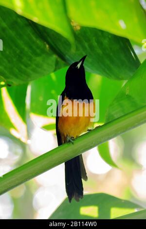 Montserrat oriole (Icterus oberi), sur une branche, Petites Antilles, Montserrat Banque D'Images