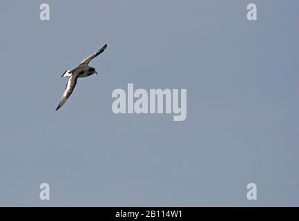 Petrel Antarctique (Thalassoica antarctique), en vol, Antarctique Banque D'Images