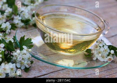 Aubépine commune, aubépine singuleseed, aubépine anglaise (Crataegus monogyna), tee de fleurs d'aubépine, Allemagne Banque D'Images