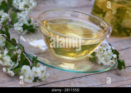 Aubépine commune, aubépine singuleseed, aubépine anglaise (Crataegus monogyna), tee de fleurs d'aubépine, Allemagne Banque D'Images
