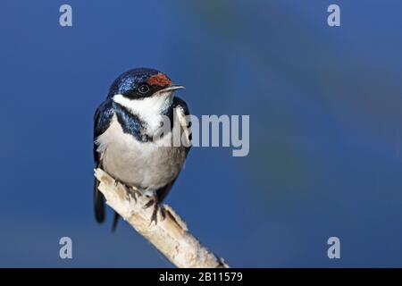 White-throated swallow (Hirundo albigularis), est assis sur une branche, Afrique du Sud, Western Cape, Wilderness National Park Banque D'Images