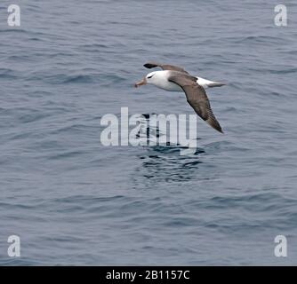 Albatros brun noir (Thalassarche melanophris, Diomedea melanophris), survolant l'océan près de l'Antarctique Banque D'Images