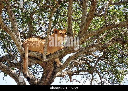 Lion (Panthera leo), la lioness se trouve sur un arbre, Tanzanie Banque D'Images