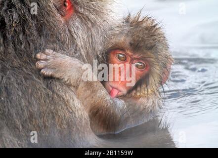 Macaque japonais, singe neigeux (Macaca fuscata), pup qui colle la langue, Japon Banque D'Images