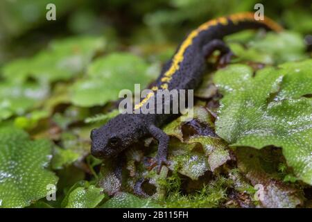 Salamandre de ruisseau des Pyrénées, nouveau-terrain des Pyrénées (Euproctus asper, Calatriton asper), sur la rive, Espagne, Pyrénées Banque D'Images