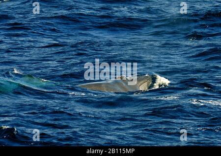 La baleine de Bryde (Balaenoptera edeni, Balaenoptera brydei) émerge , îles Canaries Banque D'Images