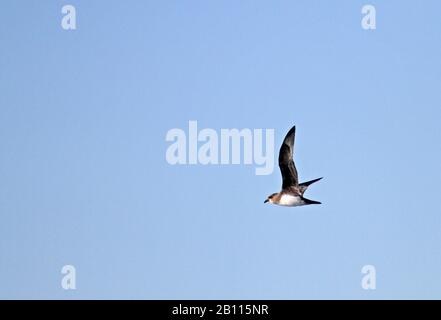 Le pétrel de Schlegel (Pterodroma incerta), un pétrel de mouche endémique à l'océan Atlantique Sud, îles Falkland Banque D'Images