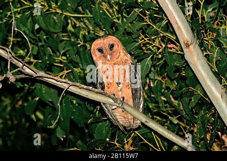 Tasmanien hibou masqué (casanops Tyto novaehollandiae, casanops Tyto), la plus grande sous-espèce de la chouette masquée australienne, la plus grande chouette Tyto au monde., Australie, Tasmanie Banque D'Images