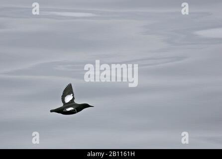 guillemot noir (Cephus grylle), en vol, vue latérale, Norvège, Svalbard Banque D'Images