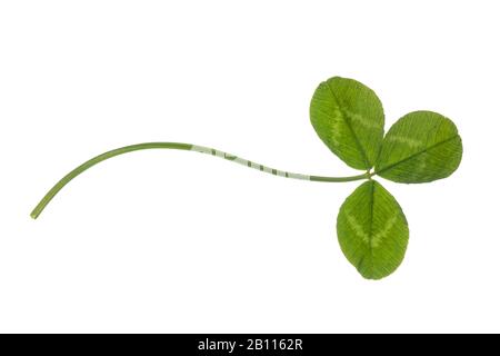 Trèfle blanc (Trifolium repens), feuille de trèfle, découpe, Allemagne Banque D'Images