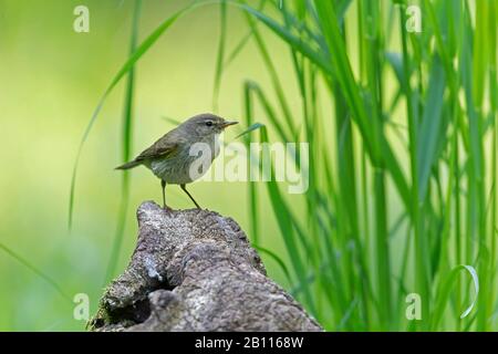 Chiffchballe (Phylloscopus collybita), perché sur une pierre, Allemagne, Bavière Banque D'Images