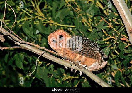 Tasmanien hibou masqué (casanops Tyto novaehollandiae, casanops Tyto), la plus grande sous-espèce de la chouette masquée australienne, la plus grande chouette Tyto au monde., Australie, Tasmanie Banque D'Images