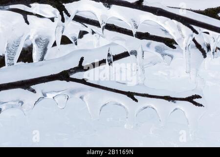 Brindilles de bouleau recouvertes de glace, Suède, Laponie, Norrbotten Banque D'Images