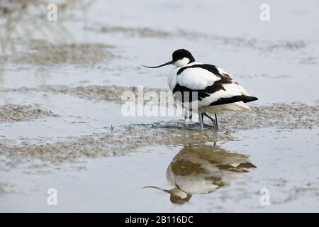 Pied avocat (Recurvirostra avosetta), femme rassemble trois poussins sous ses ailes, Espagne, Iles Baléares, Majorque Banque D'Images