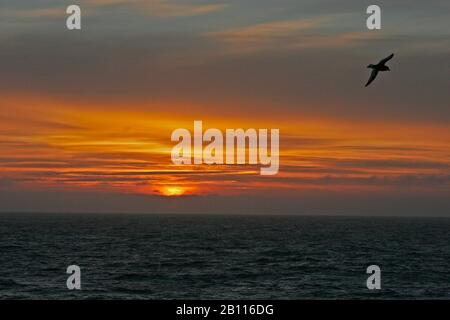 Petrel Antarctique (Thalassoica antarctique), survolant l'Atlantique Sud le matin, Antarctique Banque D'Images