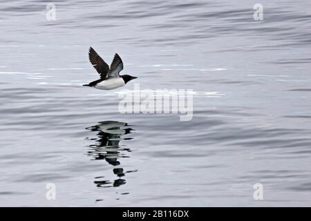 guillemot de Bruenich (Uria lomvia), en vol au-dessus de la mer, Norvège, Svalbard Banque D'Images