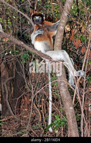 Couronné sifaka (Propithecus coronatus), se trouve sur un arbre, Madagascar Banque D'Images