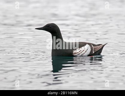 guillemot noir (Cephus grylle), baignade, vue latérale, Norvège, Svalbard, Svalbard Inseln Banque D'Images