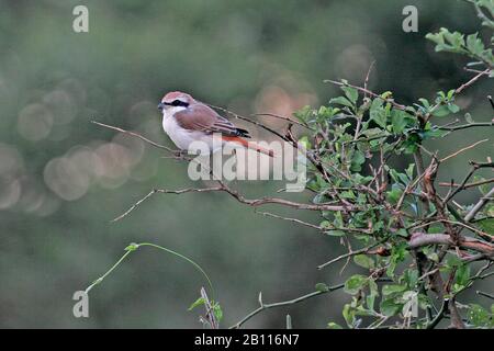 Turkestan Shrike (Lanius isabellinus phoenicuroides, Lanius phoenicuroides), homme siège sur une branche, Tanzanie Banque D'Images